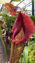 Nepenthes eymae (Medium)