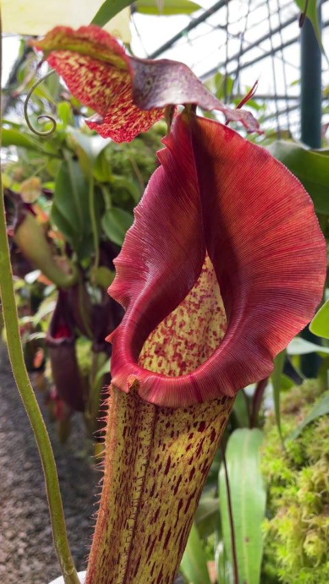 Nepenthes eymae (Medium)