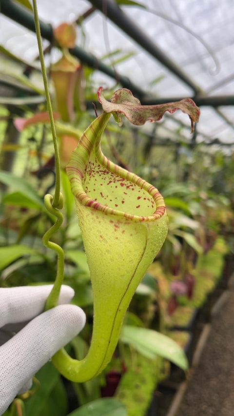 Nepenthes eymae (Medium)