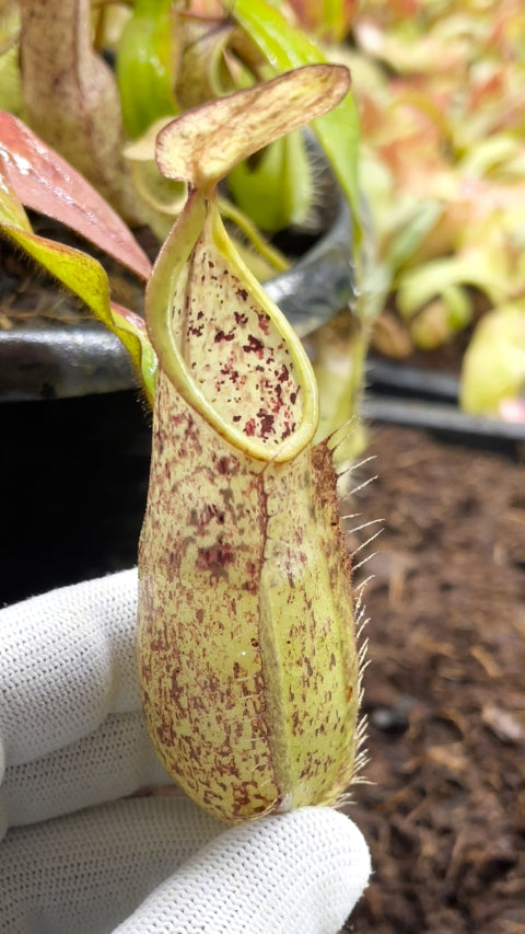 Nepenthes hirstua