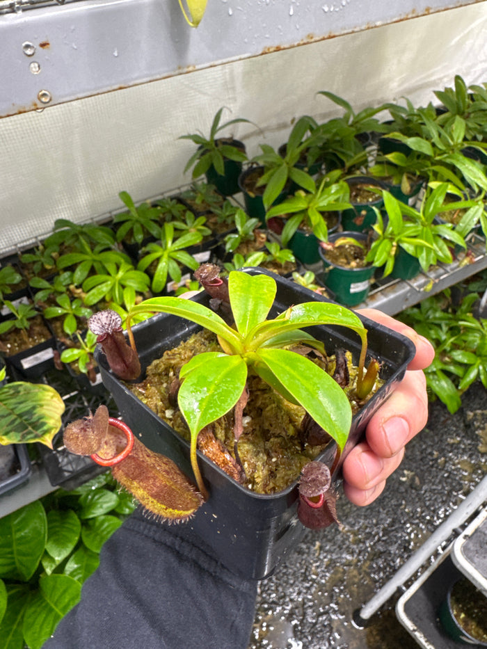 Nepenthes maxima X ramispina (Small)