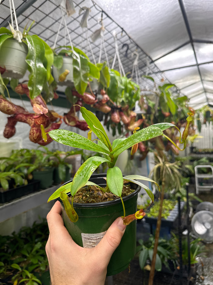 Nepenthes ramispina x reinwardtiana (Large)