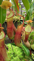 Nepenthes robcantleyi x reinwardtiana (Medium)