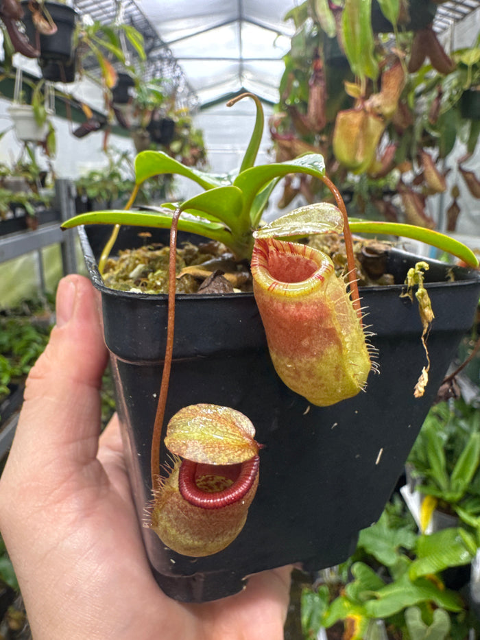 Nepenthes sibuyanensis X attenboroughii (Small)