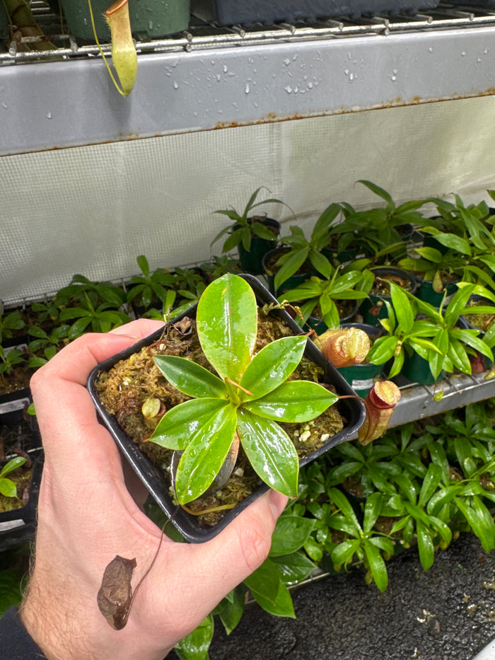 Nepenthes sibuyanensis X attenboroughii (Small)
