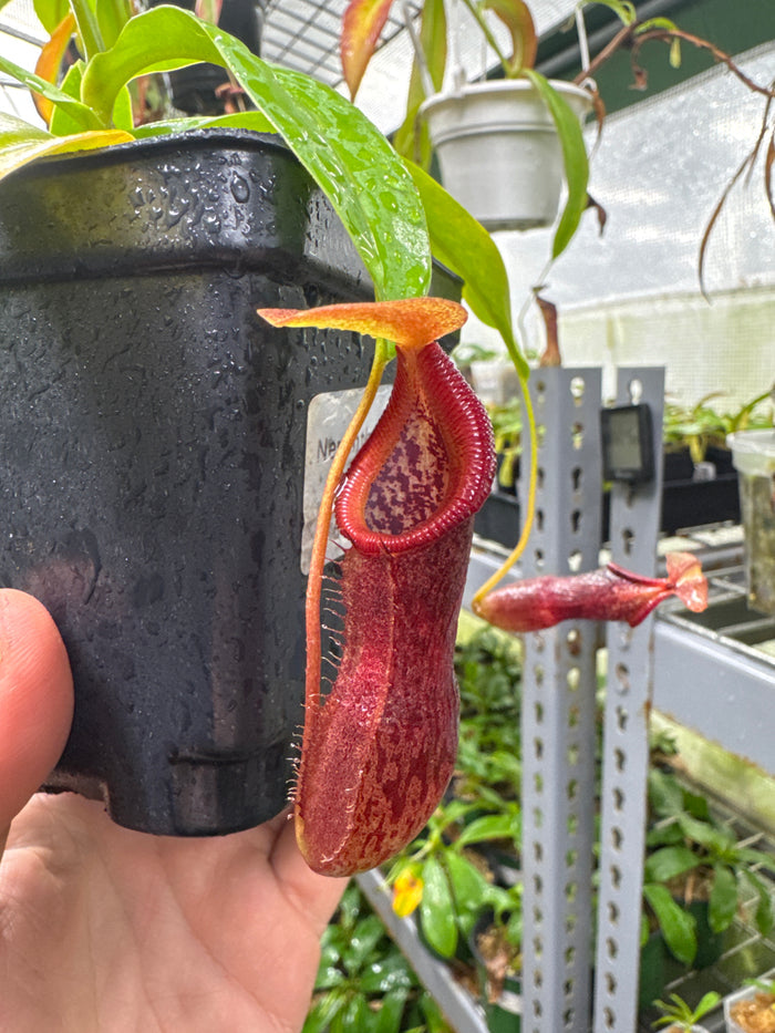 Nepenthes singalana X burkei (Medium)