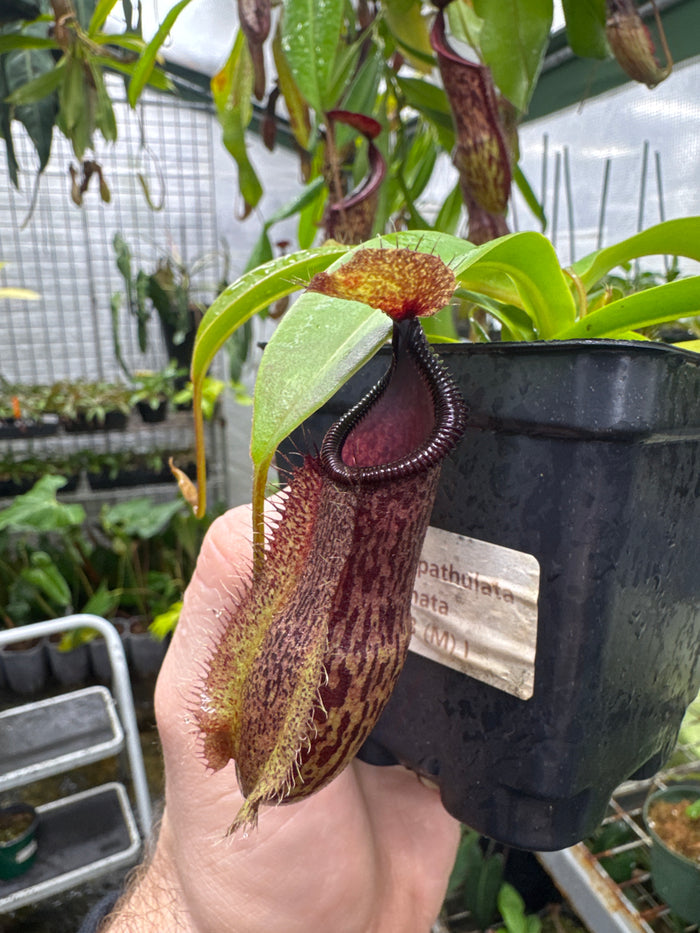 Nepenthes spathulata X hamata (Medium)