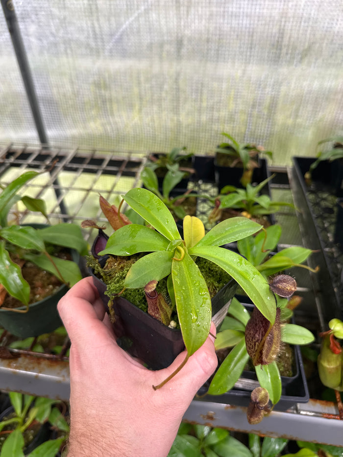 Nepenthes spathulata X hamata (Medium)