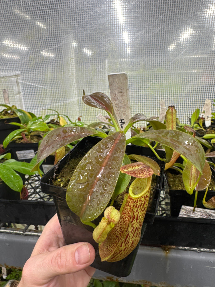 Nepenthes spathulata X spectabilis ‘Helen’ (small)