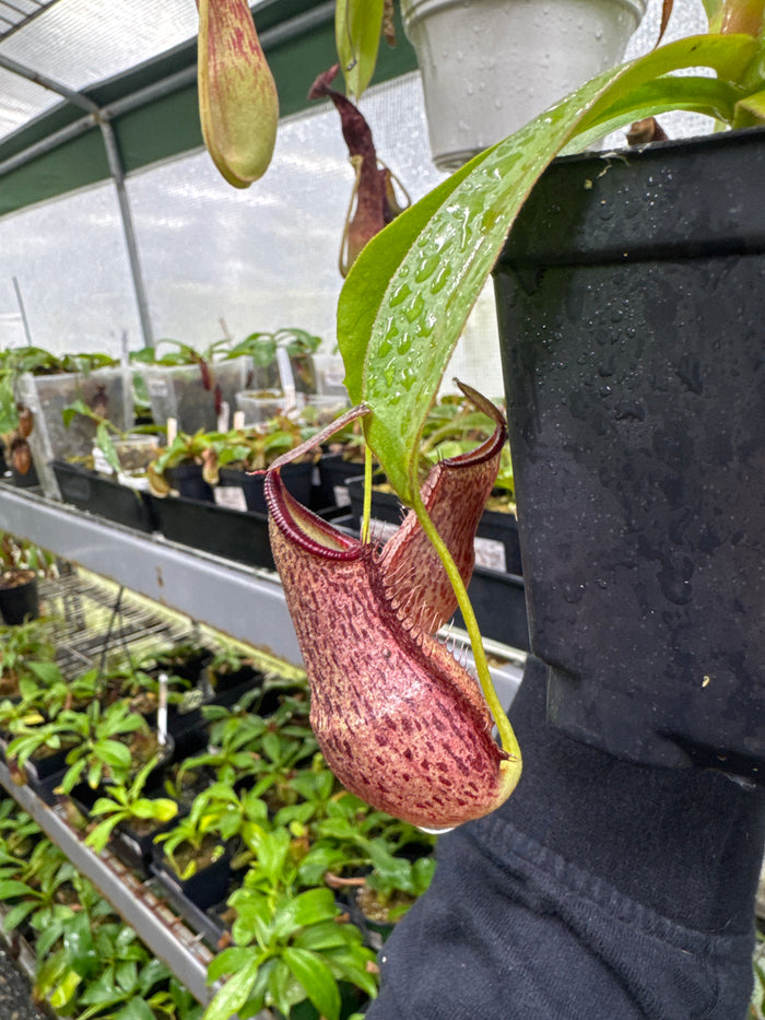 Nepenthes spathulata X spectabilis ‘Helen’ (small)