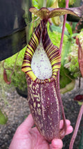 Nepenthes spectabilis Gng. Perkinson (medium)
