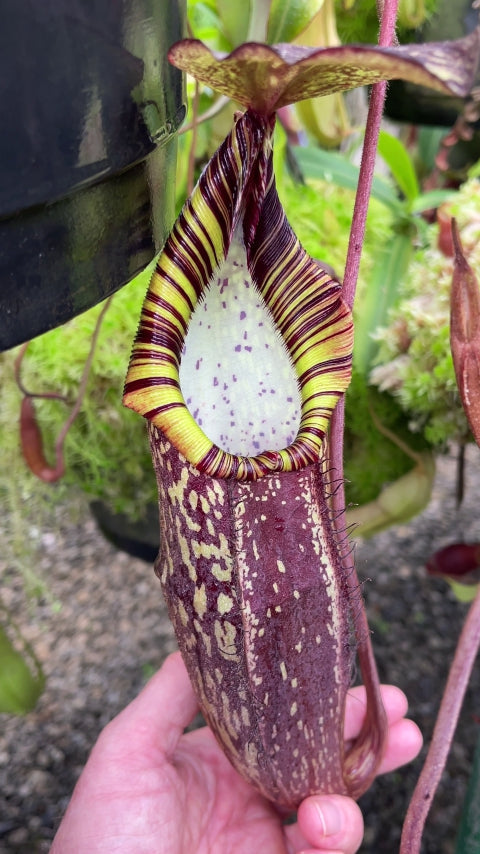 Nepenthes spectabilis Gng. Perkinson (medium)
