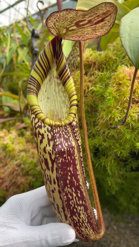 Nepenthes spectabilis Gng. Perkinson (medium)