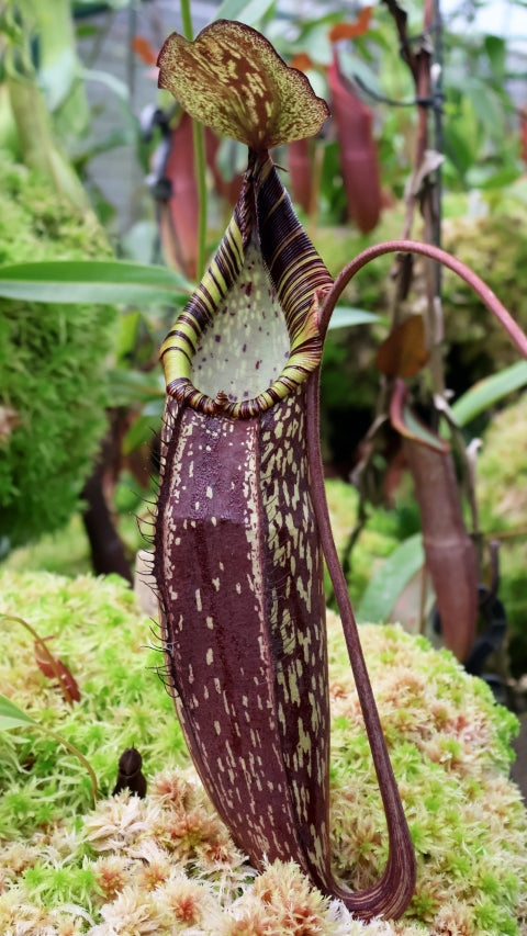 Nepenthes spectabilis Gng. Perkinson (medium)