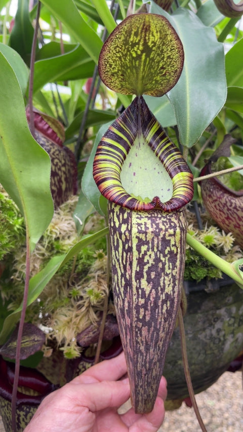 Nepenthes spectabilis Gng. Perkinson (medium)