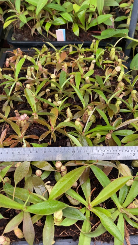 Nepenthes spectabilis Gng. Perkinson (medium)