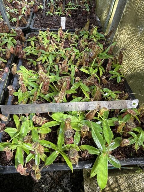 Nepenthes spectabilis Gng. Perkinson (medium)