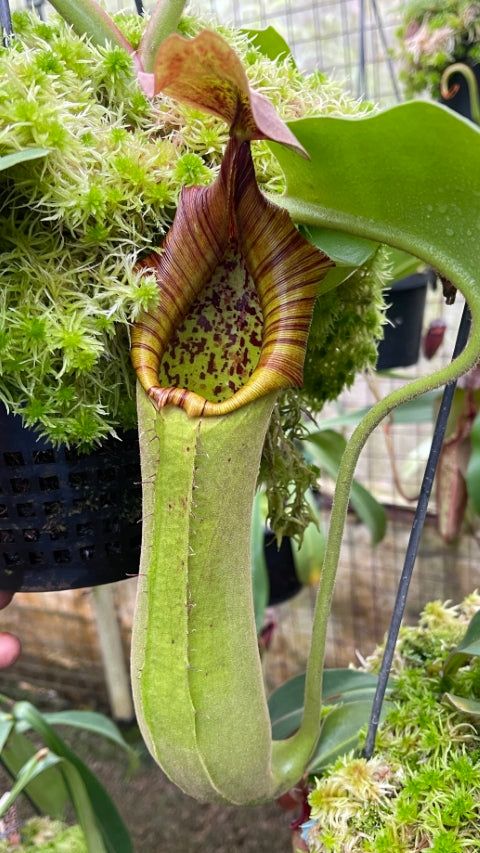 Nepenthes truncata (Medium)