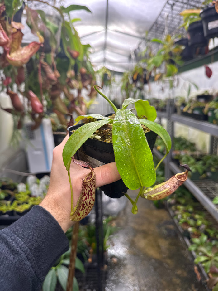 Nepenthes ventricosa X burkei (Small)