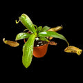 Nepenthes ventricosa X gracillima