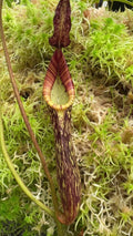 Nepenthes zakriana (Small)