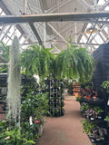 Nephrolepis Exaltata (Boston Fern)