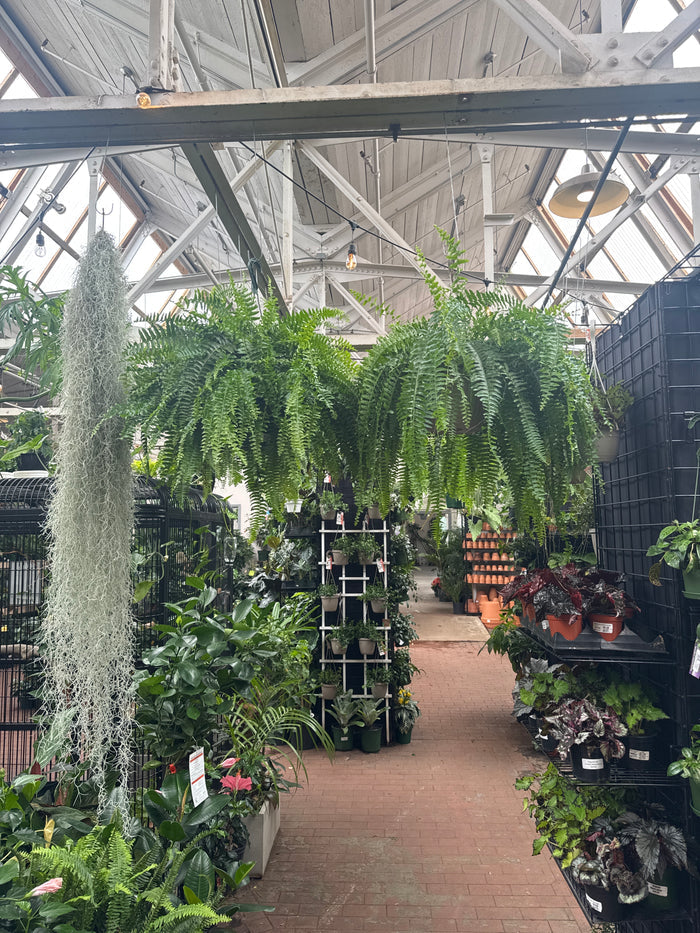 Nephrolepis Exaltata (Boston Fern)