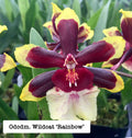 Odcdm. Wildcat ‘Rainbow’