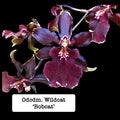 Odontocidium (Odcdm) Wildcat 'Bobcat'