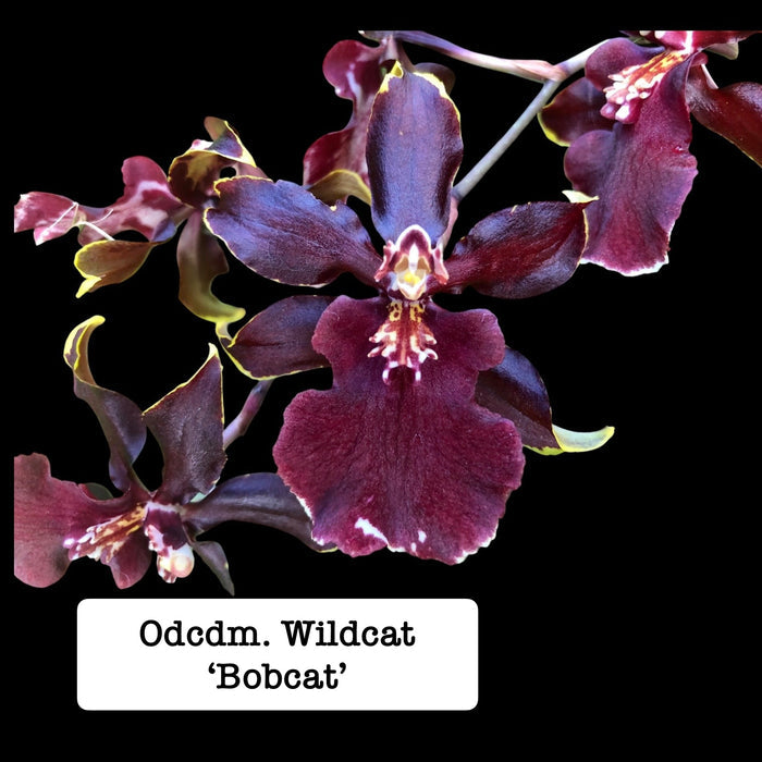Odontocidium (Odcdm) Wildcat 'Bobcat'
