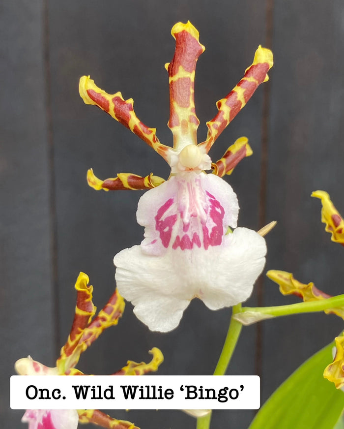 Odontocidium(Odcdm.) Wild Willie 'Bingo'