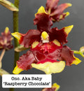 Oncicidum Aka Baby 'Raspberry Chocolate'