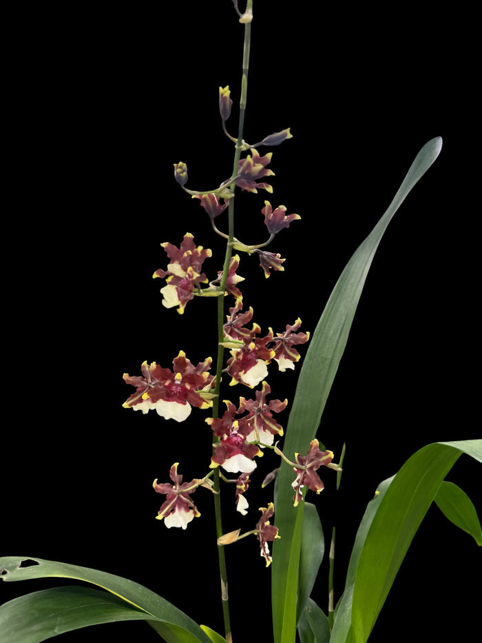 Oncicidum Aka Baby 'Raspberry Chocolate'