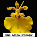 Oncicidum 'Aloha Iwanaga'