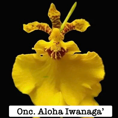 Oncicidum 'Aloha Iwanaga'