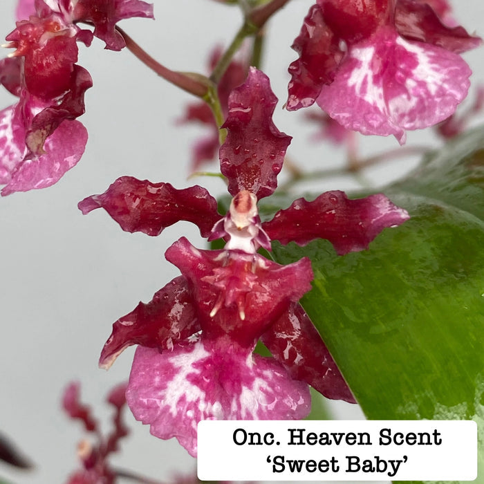 Oncicidum Heaven Scent 'Sweet Baby' (Chocolate Orchid)