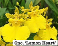 Oncicidum 'Lemon Heart'