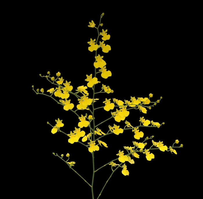Oncicidum 'Lemon Heart'