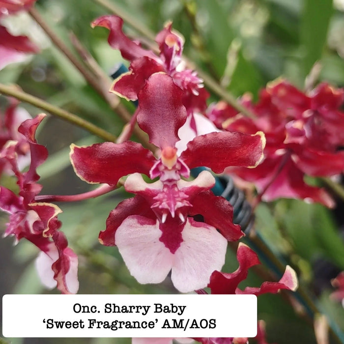 Oncicidum Sharry Baby 'Sweet Fragrance' (Chocolate Orchid)