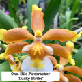 Oncostele (Ons.) Hilo Firecracker 'Lucky Strike'