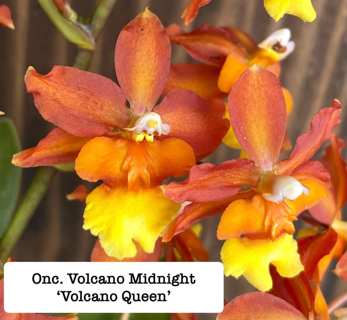 Onsidopsis (Ons.) Volcano Midnight 'Volcano Queen'