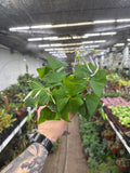 Oxalis 'Green Shamrock'