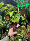 Pachira Aquatica - Money Tree