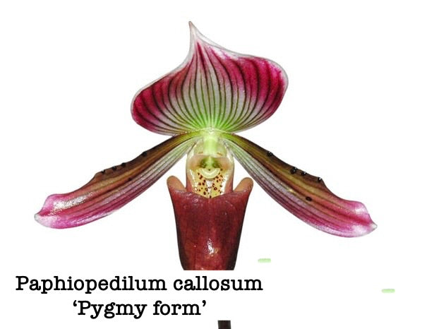 Paphiopedilum callosum ‘Pygmy Form’