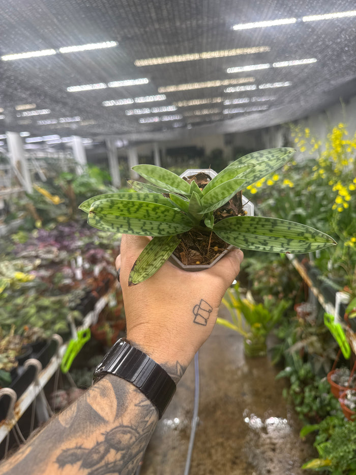 Paphiopedilum callosum ‘Pygmy Form’