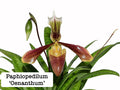 Paphiopedilum ‘Oenanthum’