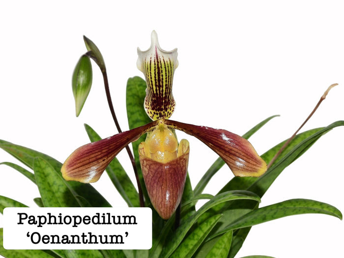 Paphiopedilum ‘Oenanthum’