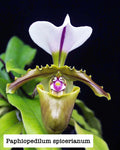 Paphiopedilum spicerianum