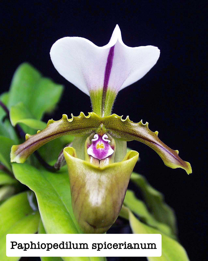 Paphiopedilum spicerianum