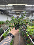Pellaea rotundifolia 'Button Fern'
